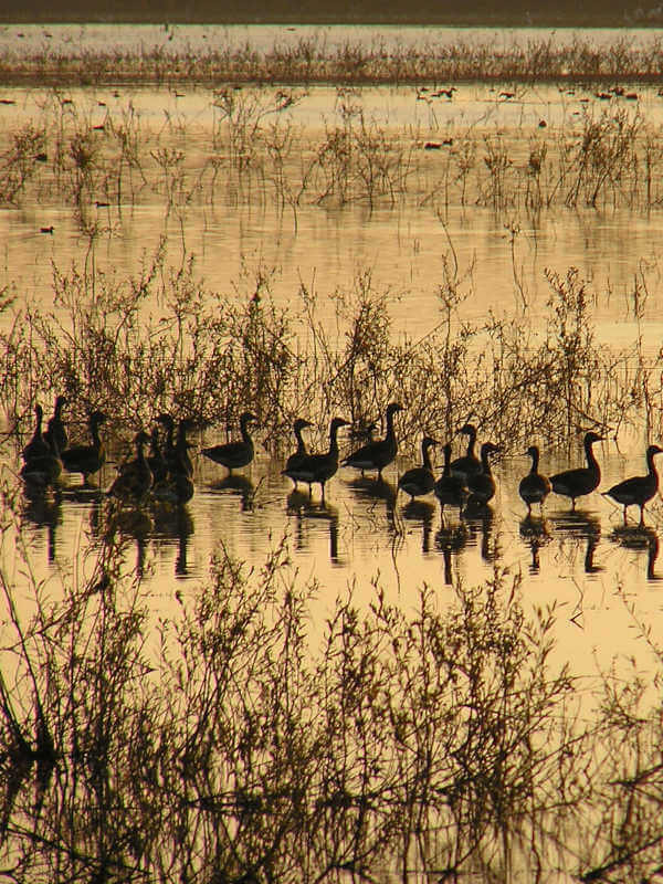 Parc naturel de Kopački Rit 2 oiseaux à Kopacki Rit