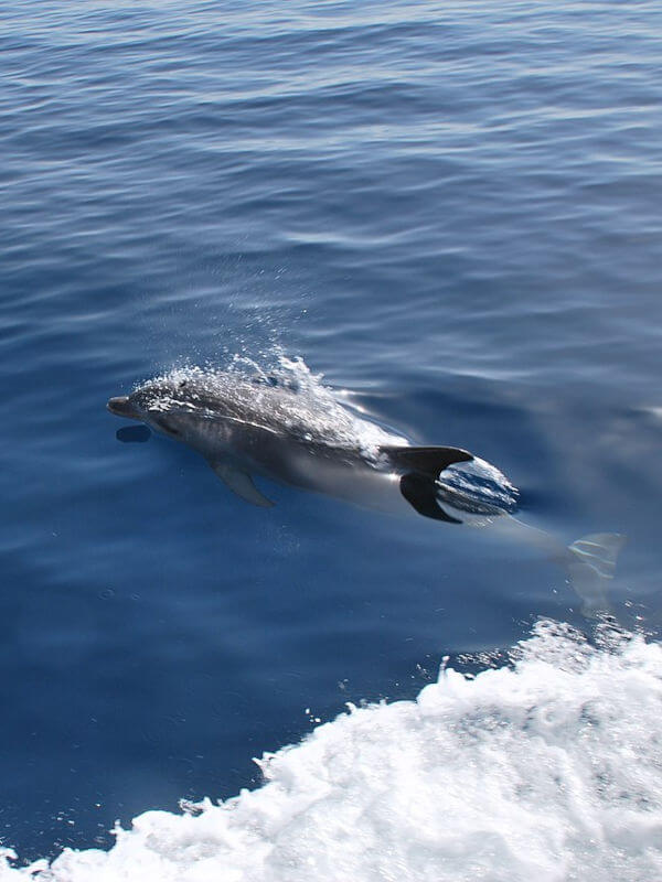 Voir des dauphins en Croatie